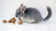 Які горіхи можна дати шиншиллю і в якій кількості